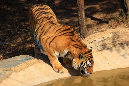 Bengal Tigerの写真素材