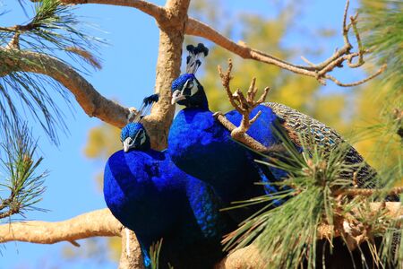 Peacockの写真素材