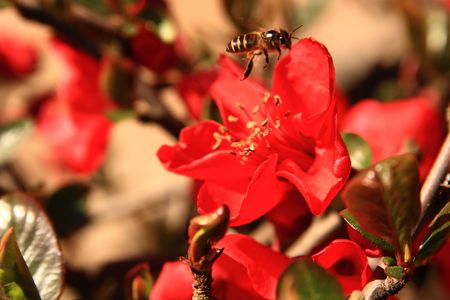 bee and flowerの写真素材