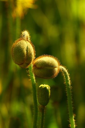 Poppy budの写真素材