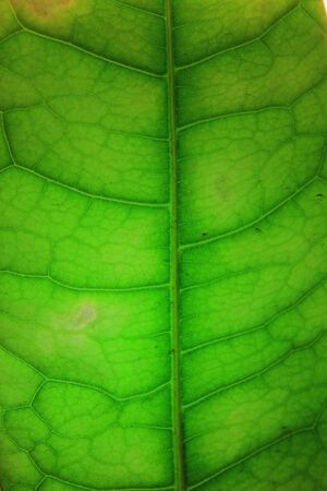 Green Leaf Closeup