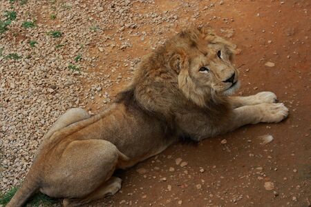 Closeup lionの写真素材
