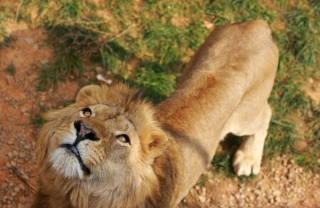 Closeup lionの写真素材