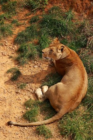 Closeup lion