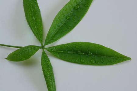 fresh green leafの写真素材