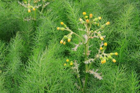 Fennel vegetable cultivationの写真素材