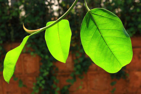 Green leavesの写真素材