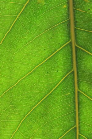 structure of leaf natural backgroundの写真素材
