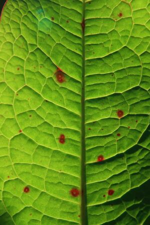 structure of leaf natural backgroundの写真素材