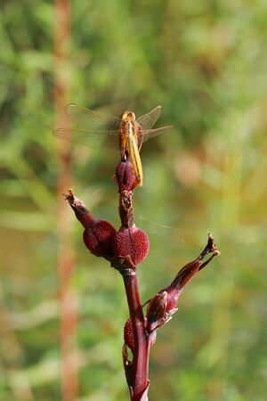 Dragonflyの写真素材