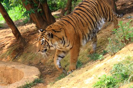 Bengal Tiger