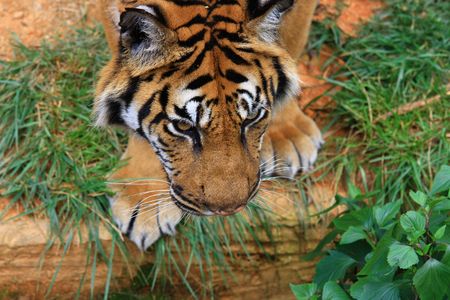 Bengal Tiger