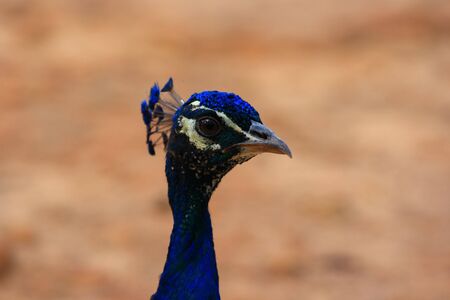 Peacockの写真素材