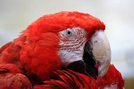 colorful parrot