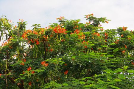 Red flowers on the treeの写真素材