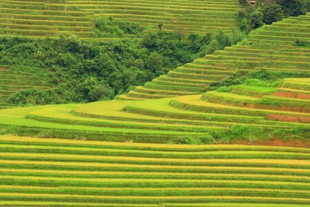 Beautiful terraces field