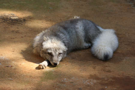 Closeup of fox