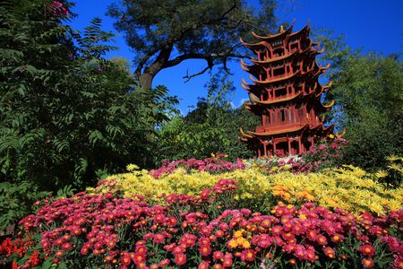 chrysanthemums in full bloomの写真素材