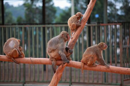 Monkey family 