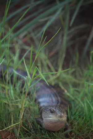 The boa constrictor in the grass