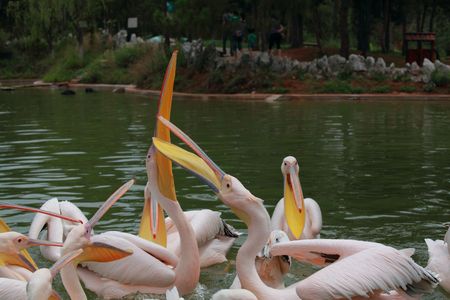 Great white pelican (Pelecanus onocrotalus). Pelican is ancient symbol of maternal love. の写真素材