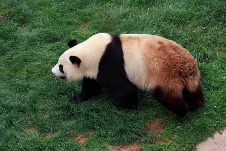 Endangered animal Panda の写真素材