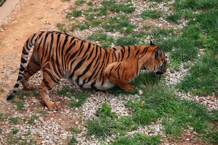 Bengal Tigerの写真素材