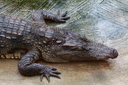Crocodile lying on the bank の写真素材