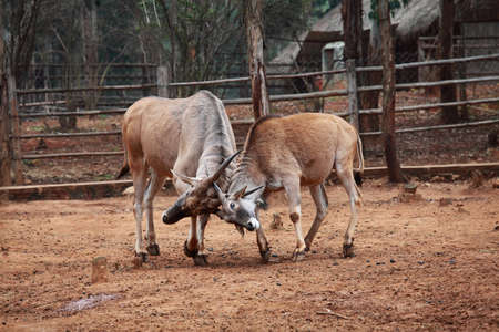 Two wildebeest in the fightの写真素材