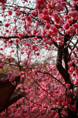 Cherry blossom in spring on the  backgroundの写真素材