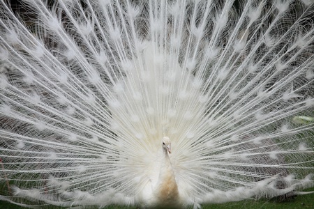 Close up of peacock showing its beautiful feathersの写真素材