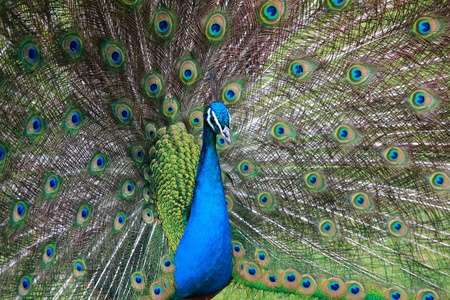 Close up of peacock showing its beautiful feathers 