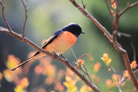 red thrush birdの写真素材