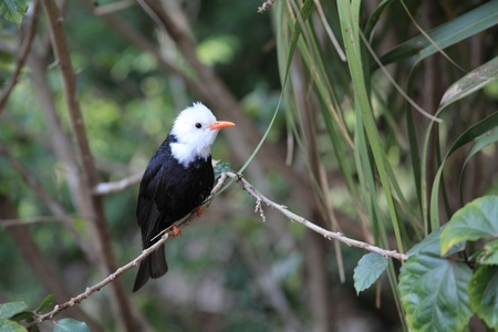 Light-vented Bulbulの写真素材