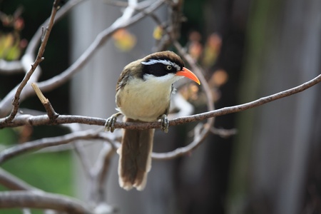 red thrush bird