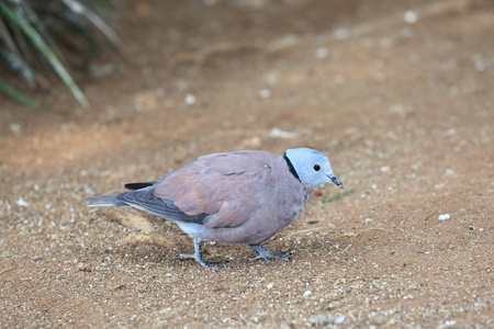 Red Collared Dove の写真素材
