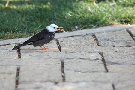 Light-vented Bulbulの写真素材