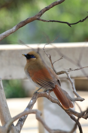  thrush bird