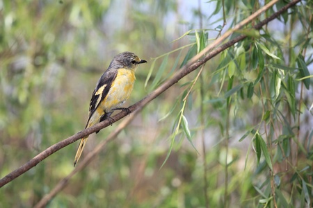red thrush bird
