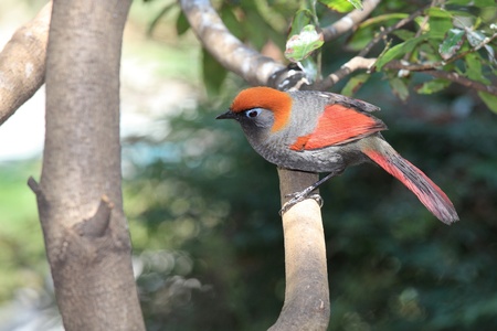 red thrush birdの写真素材