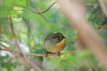 red-billed leiothrix, chinese nightingaleの写真素材