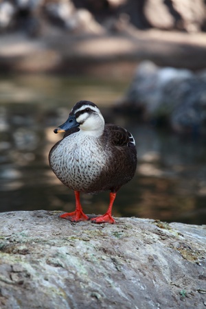 Spot-billed Duck, Indian Spot-billed Duckの写真素材