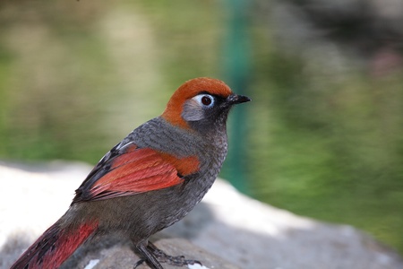 red thrush birdの写真素材