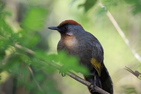 red thrush birdの写真素材