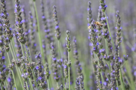 lavender field. closeup detail of a herbal plant の写真素材
