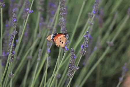 lavender and butterflyの写真素材