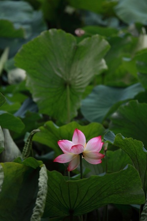 pink sacred lotusの写真素材