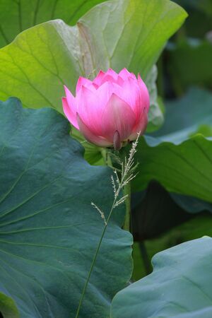 pink sacred lotusの写真素材