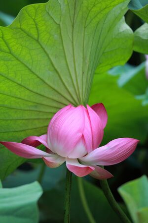 pink sacred lotusの写真素材