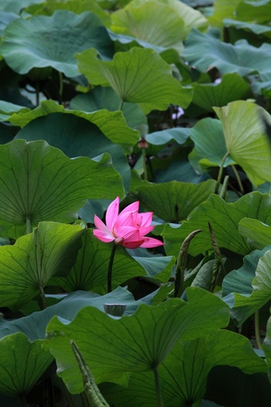 pink sacred lotusの写真素材